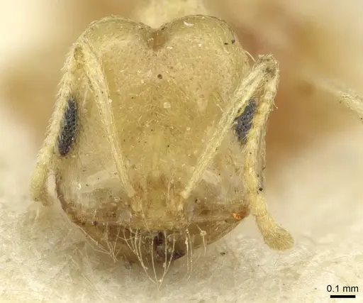 Trichomyrmex santschii - CASENT0913635