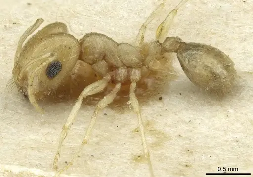 Trichomyrmex santschii - CASENT0913635