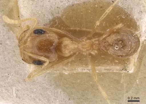 Trichomyrmex santschii - CASENT0913815