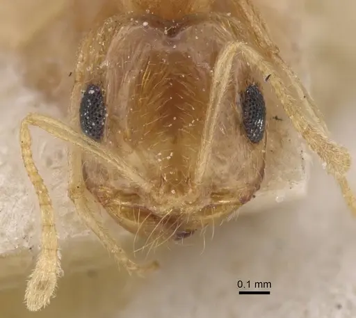 Trichomyrmex santschii - CASENT0913815