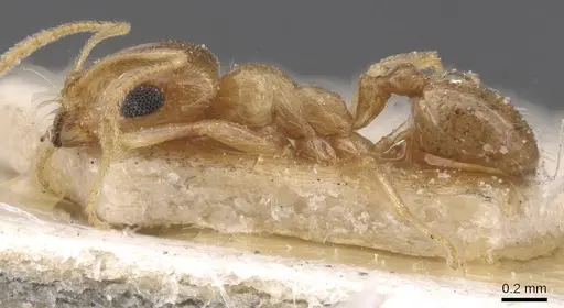 Trichomyrmex santschii - CASENT0913815