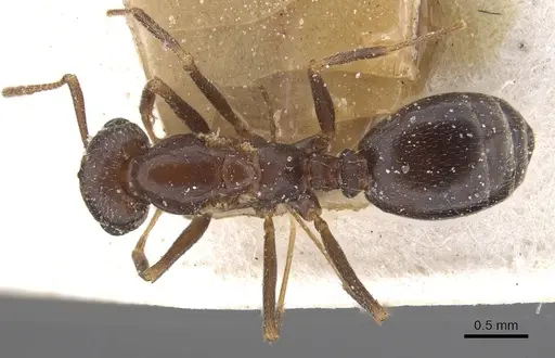 Trichomyrmex santschii - CASENT0913851