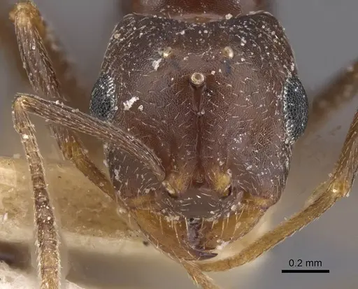 Trichomyrmex santschii - CASENT0913851