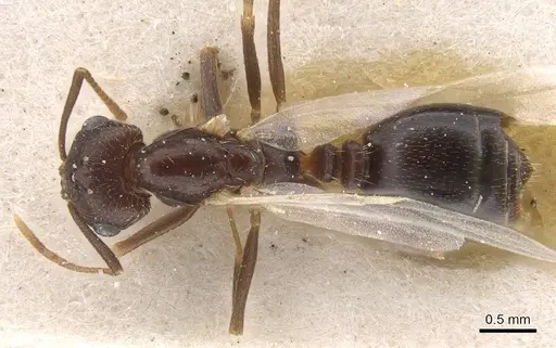 Trichomyrmex santschii - CASENT0913852