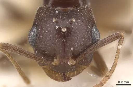 Trichomyrmex santschii - CASENT0913852