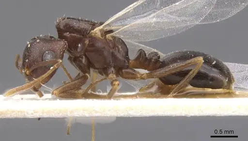 Trichomyrmex santschii - CASENT0913852