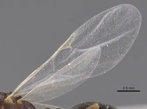 Trichomyrmex santschii - CASENT0913852