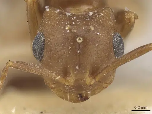 Trichomyrmex santschii - CASENT0913853