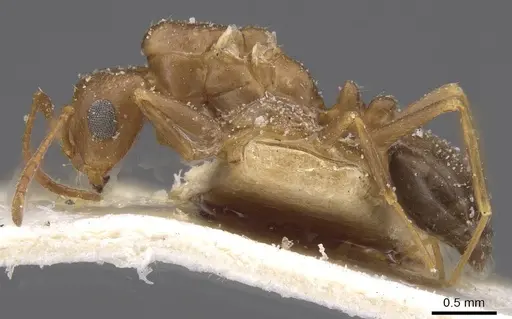 Trichomyrmex santschii - CASENT0913853