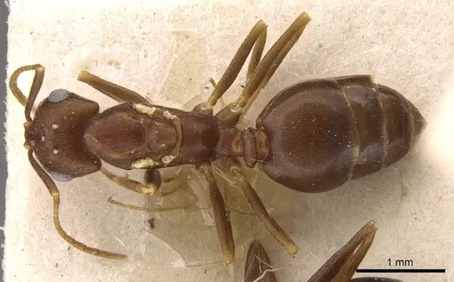Trichomyrmex santschii - CASENT0914313