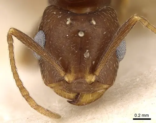 Trichomyrmex santschii - CASENT0914313