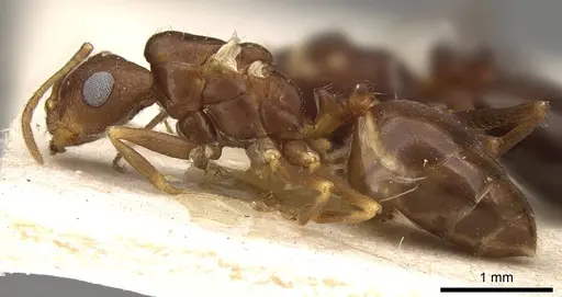 Trichomyrmex santschii - CASENT0914313