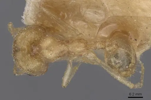 Trichomyrmex santschii - CASENT0915414