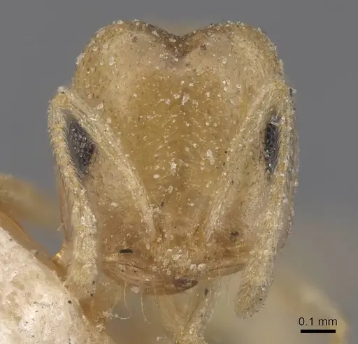 Trichomyrmex santschii - CASENT0915414