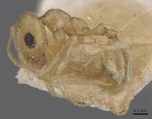 Trichomyrmex santschii - CASENT0915414