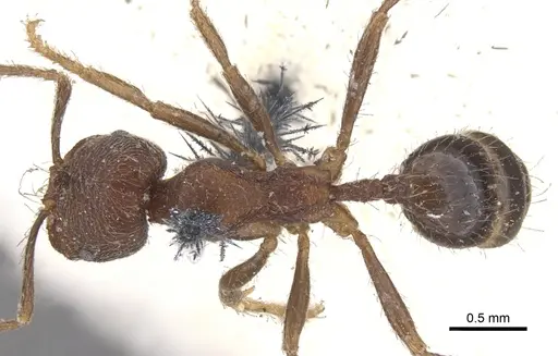 Trichomyrmex scabriceps specimen