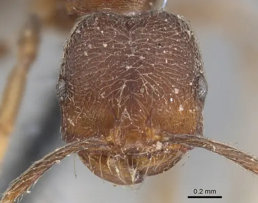 Trichomyrmex scabriceps specimen
