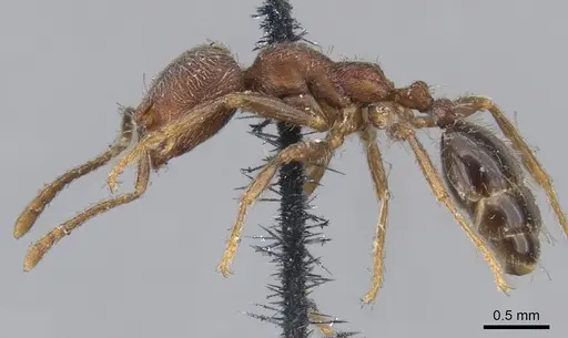 Trichomyrmex scabriceps specimen