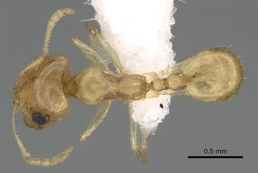 Trichomyrmex shakeri specimen