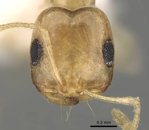 Trichomyrmex shakeri specimen