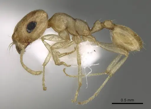Trichomyrmex shakeri specimen
