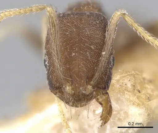 Trichomyrmex wroughtoni specimen