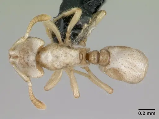 Tropidomyrmex elianae specimen