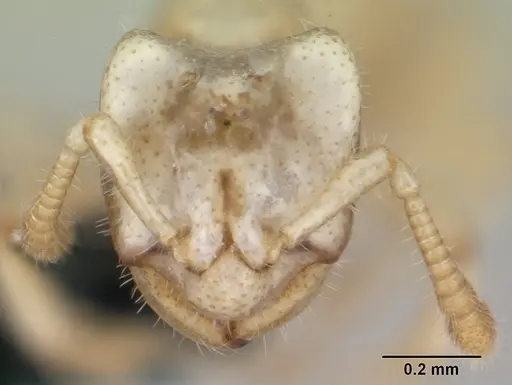 Tropidomyrmex elianae specimen