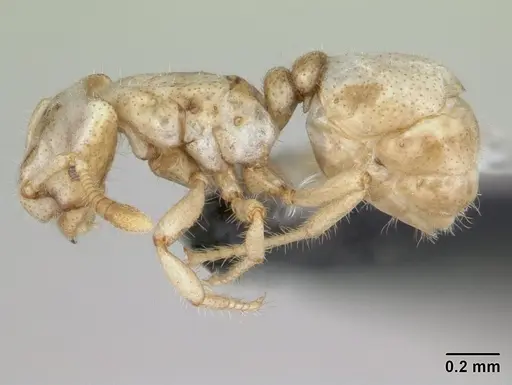 Tropidomyrmex elianae - CASENT0173620