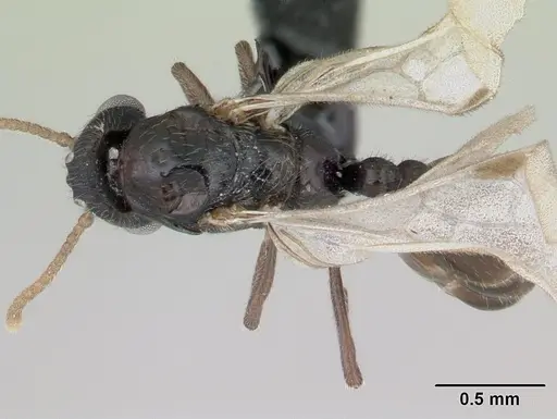 Tropidomyrmex elianae - CASENT0189192