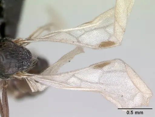 Tropidomyrmex elianae - CASENT0189192