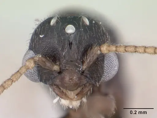 Tropidomyrmex elianae - CASENT0189192