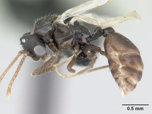 Tropidomyrmex elianae - CASENT0189192