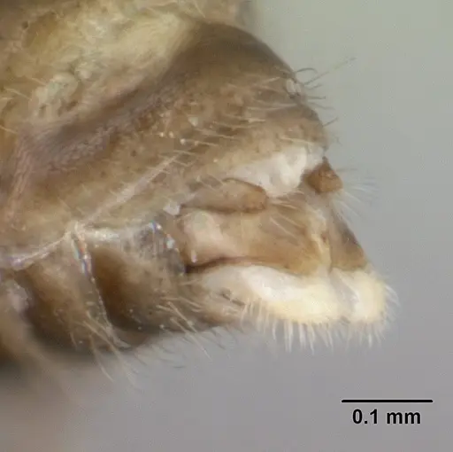 Tropidomyrmex elianae - CASENT0189192