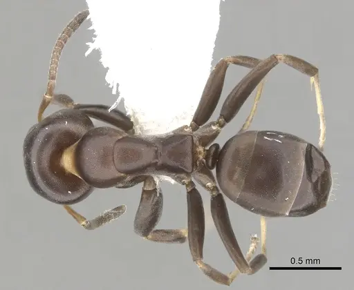 Turneria arbusta specimen