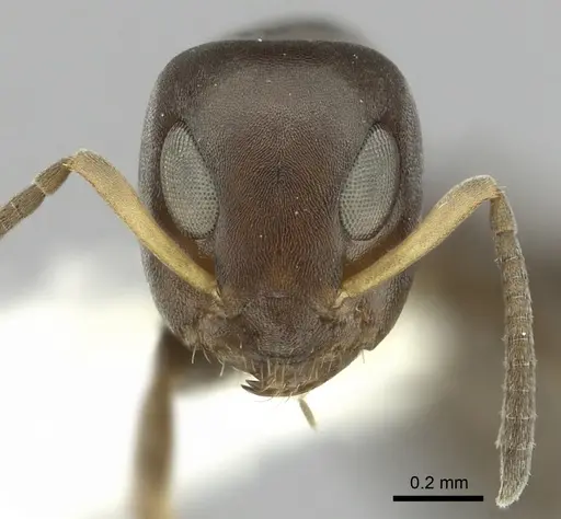 Turneria arbusta specimen