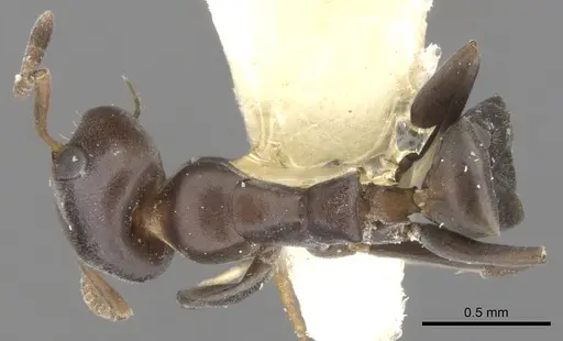 Turneria arbusta - CASENT0902928