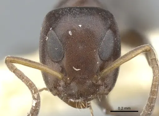 Turneria arbusta - CASENT0902928