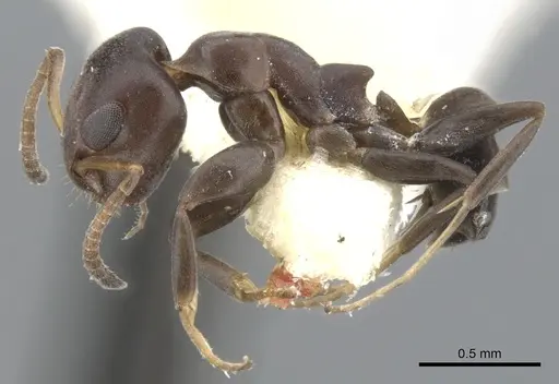 Turneria arbusta - CASENT0902928