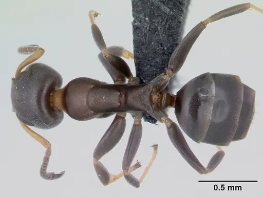 Turneria bidentata specimen