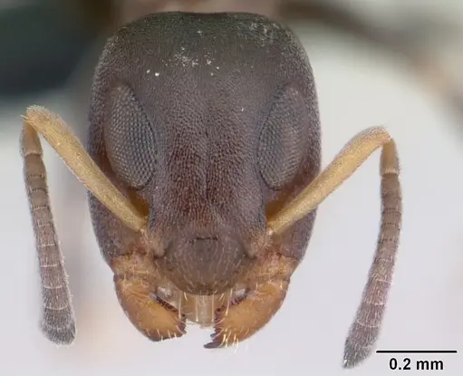 Turneria bidentata specimen