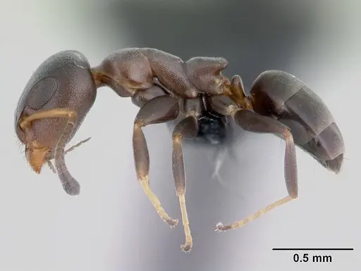 Turneria bidentata specimen