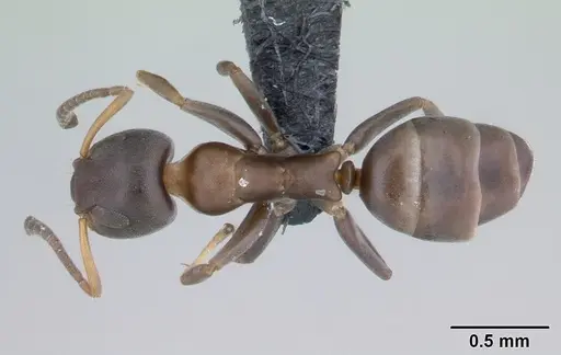 Turneria bidentata - CASENT0069986