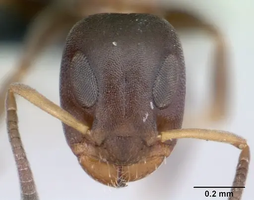 Turneria bidentata - CASENT0069986