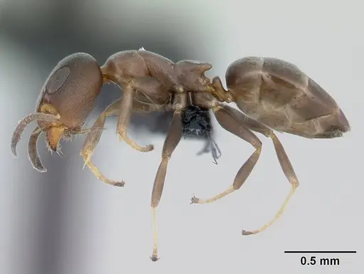 Turneria bidentata - CASENT0069986