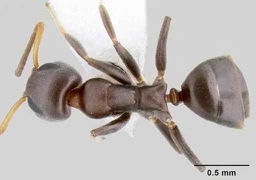 Turneria bidentata - CASENT0106019