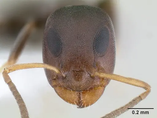 Turneria bidentata - CASENT0106019