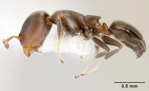 Turneria bidentata - CASENT0106019