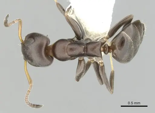 Turneria bidentata - CASENT0249808