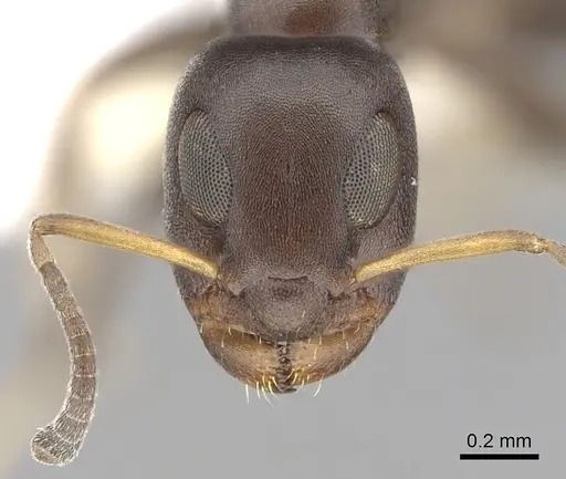 Turneria bidentata - CASENT0249808